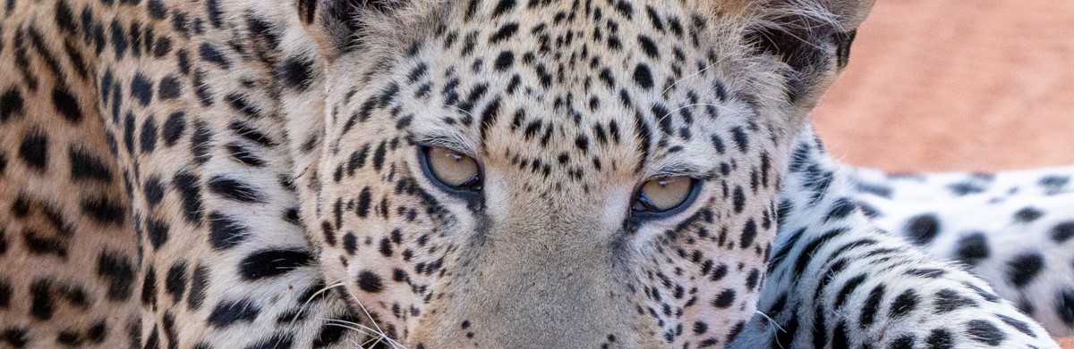 leopard eyes
